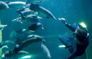  Acuario Foto Pedro Etura B26505b4